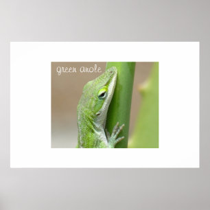 Póster Anol verde