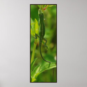 Póster Anole95