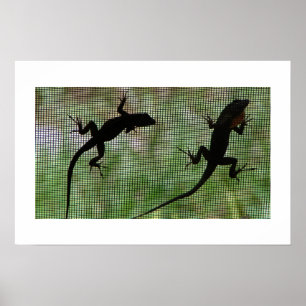 Póster Anole Dual