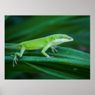 Póster Anole Lizard