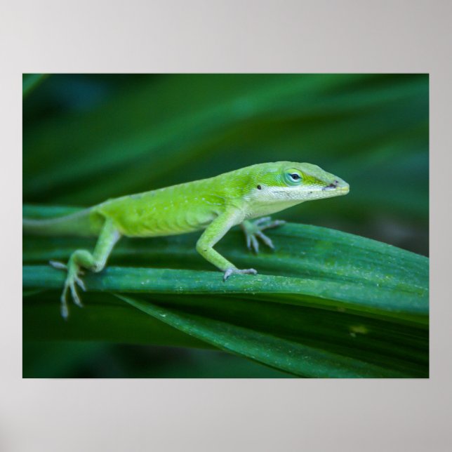 Póster Anole Lizard (Frente)