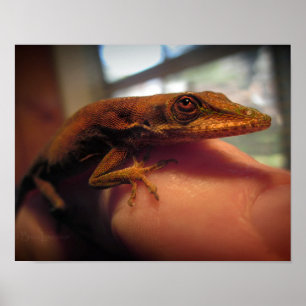 Póster Anole Lizard