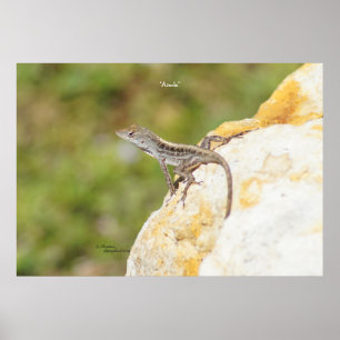 Póster Anole Lizard Rock Poster o Print