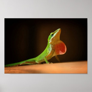 Póster Anole Lizard Verde con Thraot Rojo