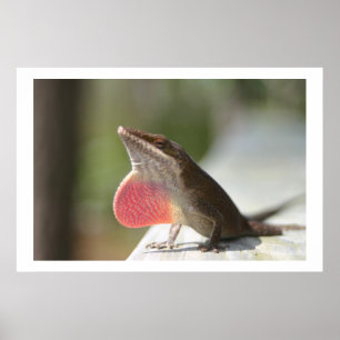 Póster Anole machista