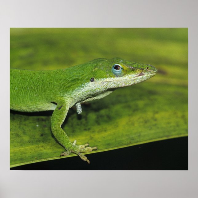Póster Anole verde, Anolis carolinensis, adulto sobre la  (Frente)