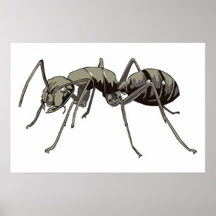 Póster Ant