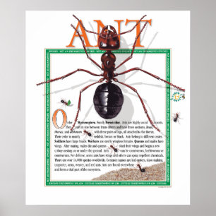 Póster Ant Poster