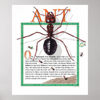 Póster Ant Poster
