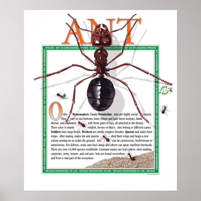 Póster Ant Poster (Frente)