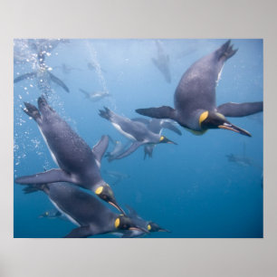 Póster Antarctica, South Georgia Island (UK), 2