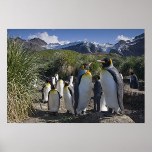 Póster Antarctica, South Georgia Island UK), King