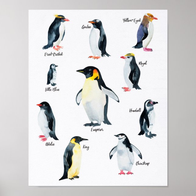Póster " Antarktis: 2021/heute - PINGUIN Arten ... (Frente)