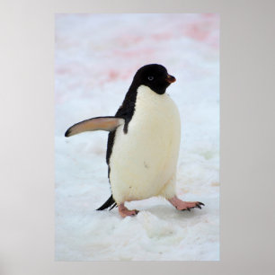 Póster Antártica. Isla Petermann. Pingüino de Adelie