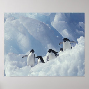 Póster Antártica. Pingüinos de Adelie