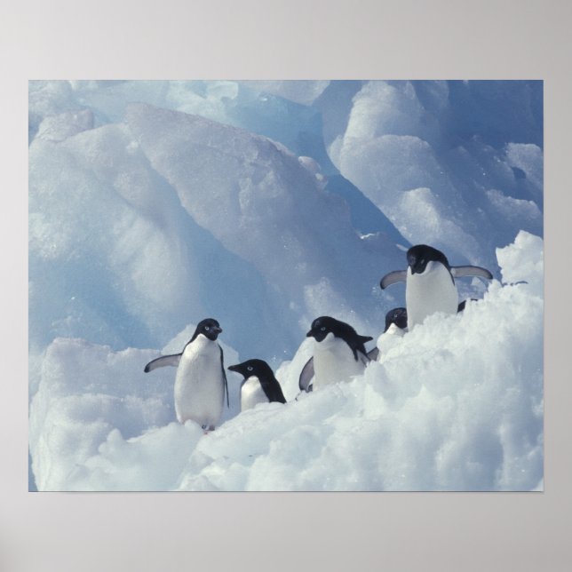 Póster Antártica. Pingüinos de Adelie (Frente)