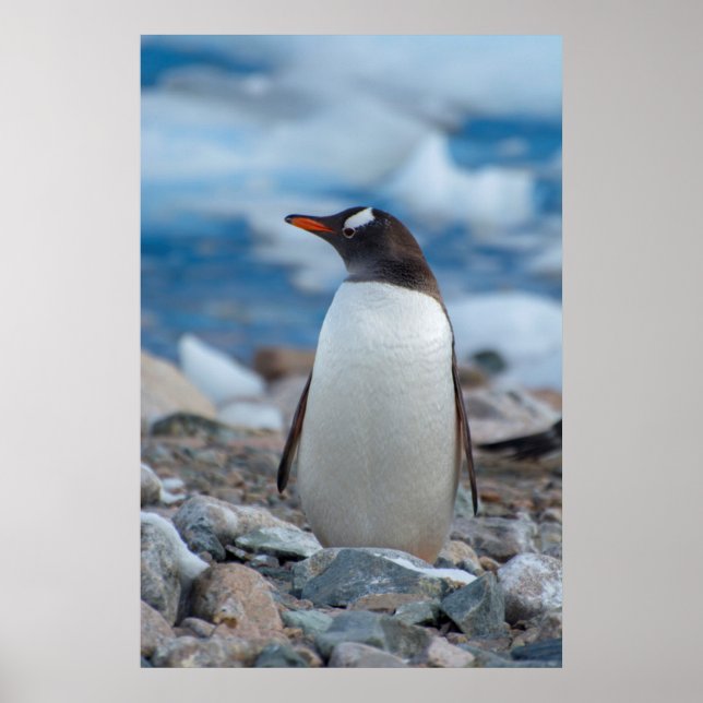 Póster Antártica. Puerto de Neko. Pingüino Gentoo (Frente)