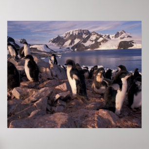 Póster Antártida, crías de pingüino Adelie