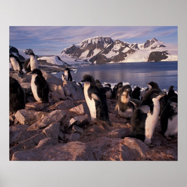 Póster Antártida, crías de pingüino Adelie (Frente)