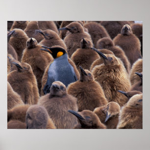 Póster Antártida, isla de Georgia del Sur, pingüinos rey