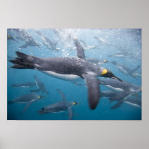 Póster Antártida, Isla de Georgia del Sur Reino Unido