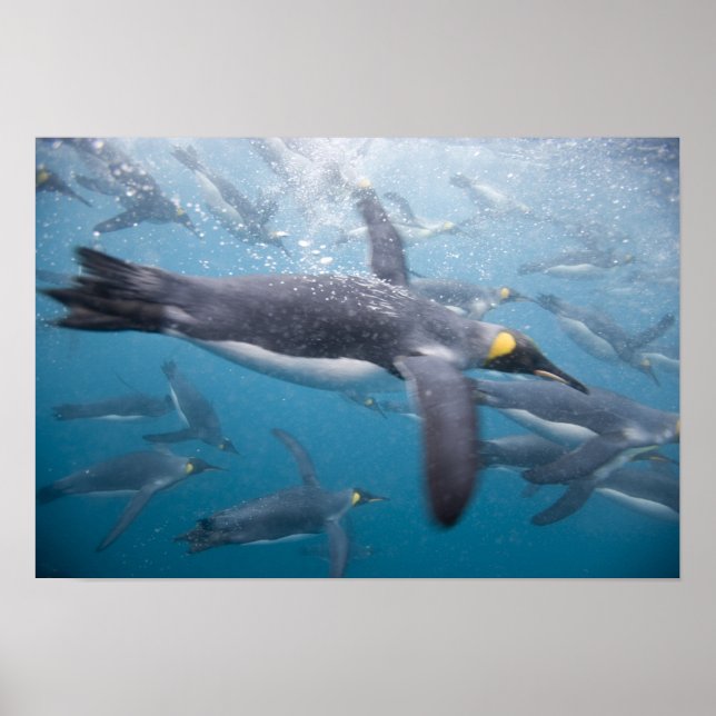 Póster Antártida, Isla de Georgia del Sur Reino Unido (Frente)