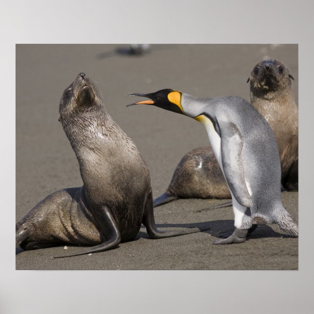 Póster Antártida, Isla de Georgia del Sur (Reino Unido),  (Frente)