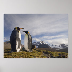 Póster Antártida, Isla Georgia del Sur (Reino Unido), Rey