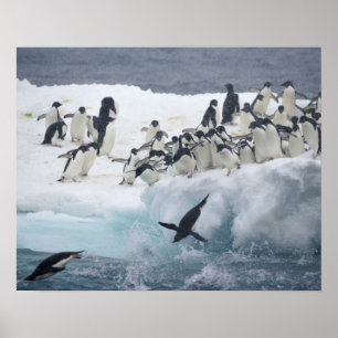 Póster Antártida, Isla Paulet. Pingüinos Adelie
