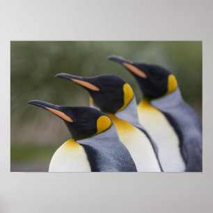 Póster Antártida, Islas Georgias del Sur (Reino Unido), R