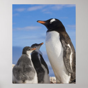 Póster Antártida, Neko Cove (Puerto). Pingüino de Gentoo