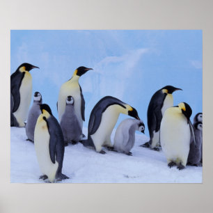 Póster Antártida, Pingüino Emporador (Aptenodytes)