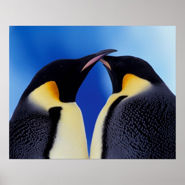 Póster Antártida, Pingüinos Emperadores (Frente)