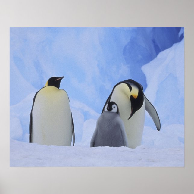 Póster Antártida. Pingüinos emperadores y cría (Frente)