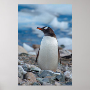 Póster Antártida. Puerto Neko. Pingüino de Gentoo