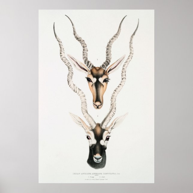 Póster Antélope africano antiguo bocina animal de cosecha (Frente)
