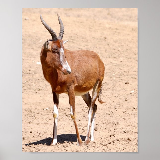Póster Antelope blesbok (Frente)