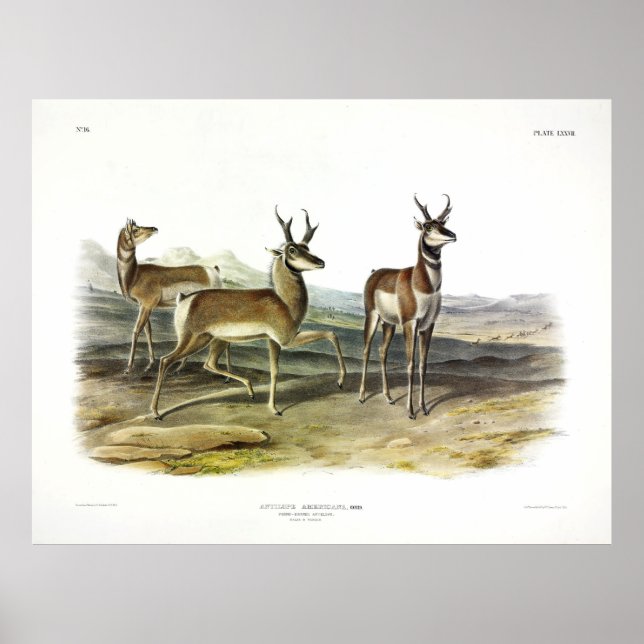 Póster Antelope de cuerno largo (Pronghorn) por Audubon (Frente)