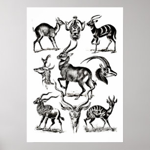 Póster Antelope de Deer Buck Animals Ilustraciones de vid