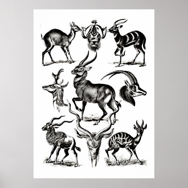 Póster Antelope de Deer Buck Animals Ilustraciones de vid (Frente)