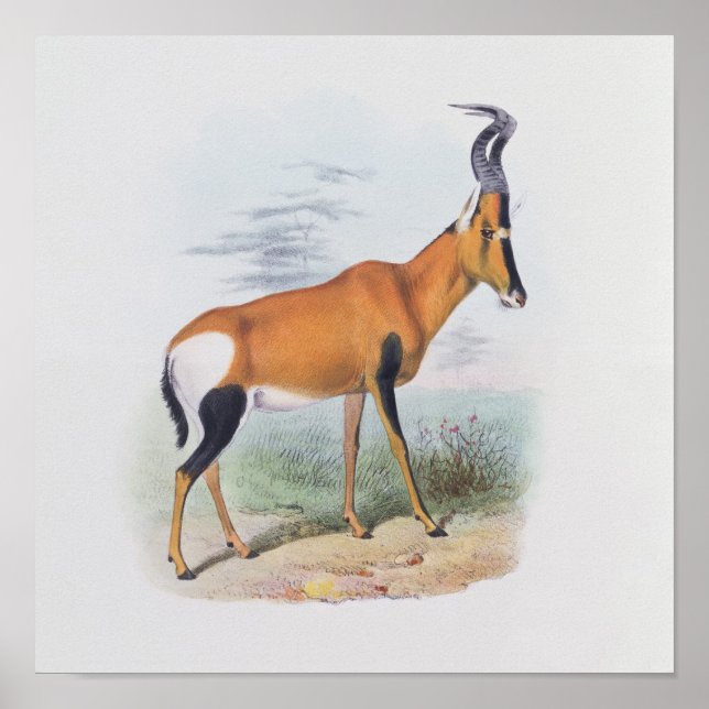 Póster Antelope, de "The Book of Antelopes", (Frente)