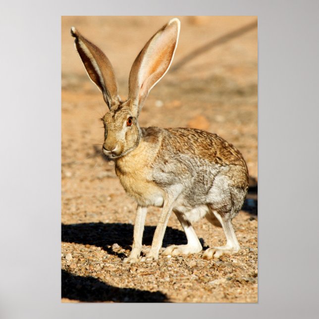 Póster Antelope jackrabbit portrait, Arizona (Frente)