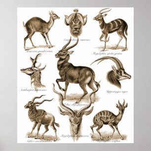 Póster Antelopes