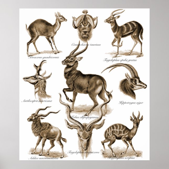 Póster Antelopes (Frente)