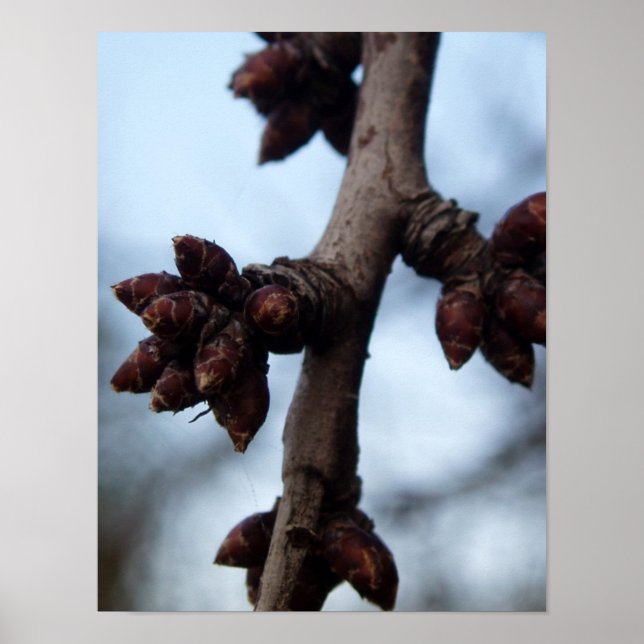 Póster Antes del Poster de la Blossom (Frente)