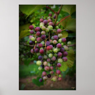 Póster Antes del vino