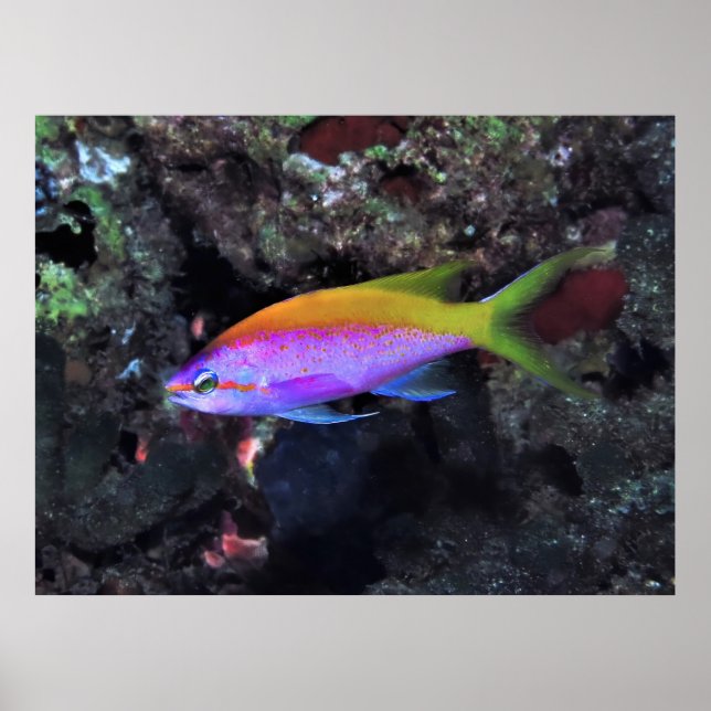 Póster Anthia (Frente)