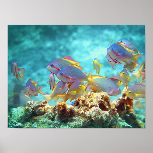 Póster Anthias - Colorida escuela de pescado en la barrer (Frente)