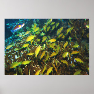 Póster Anthias Reef Fiesta
