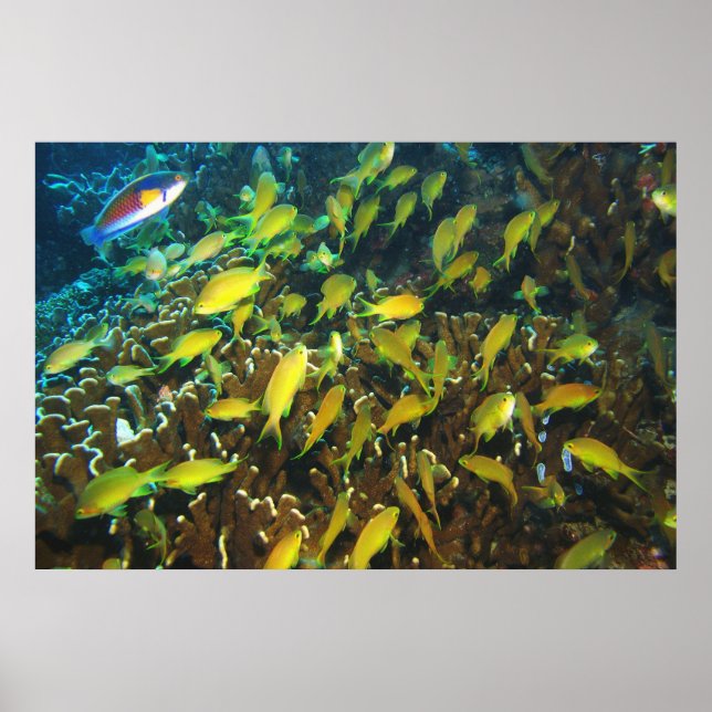 Póster Anthias Reef Fiesta (Frente)